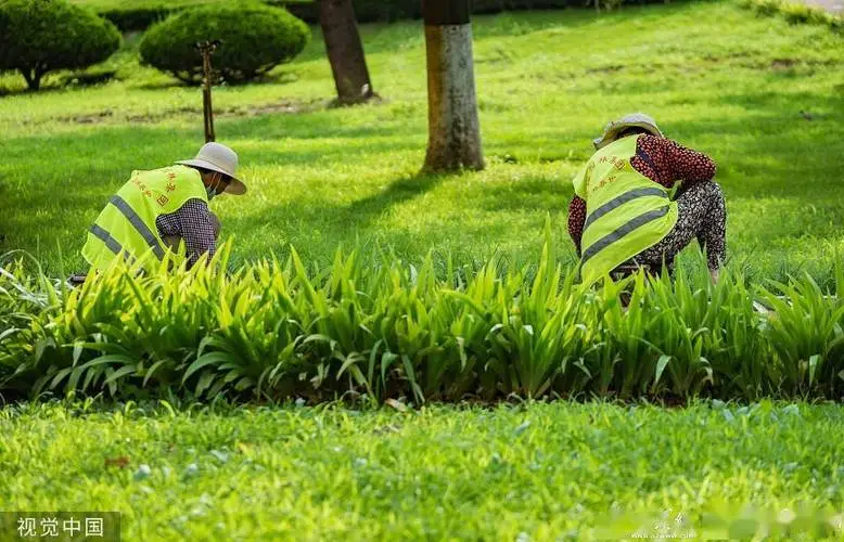 丽江绿化花卉苗木批发市场