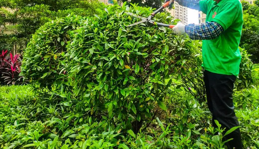 市园林管理难题揭秘：城市道路绿化缺乏系统规划与有效维护