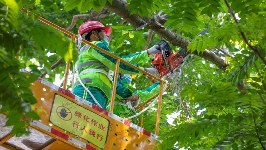 园林管理亟待优化，加大投入力度提升绿化质量！